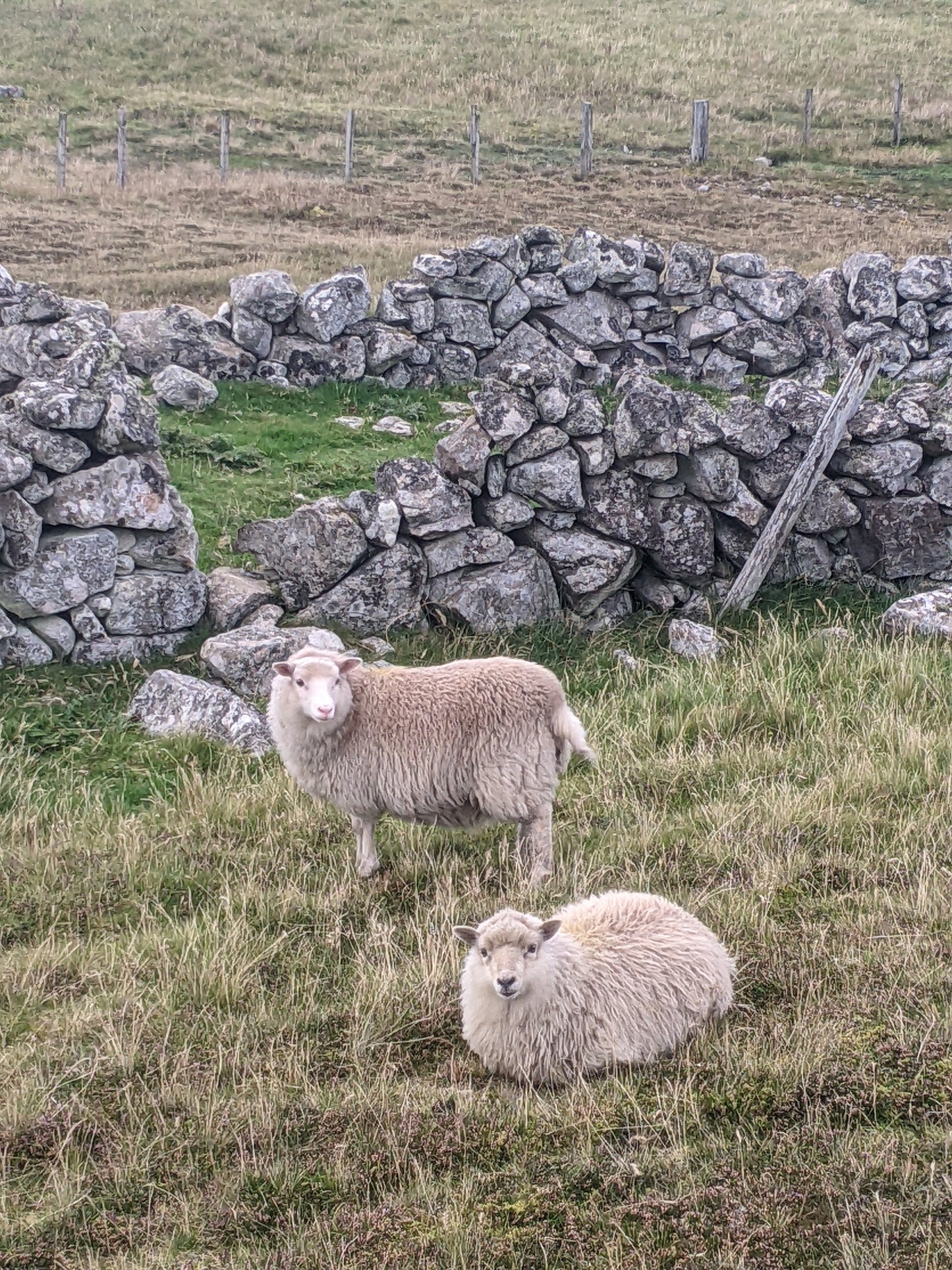 2026 Shetland Mentorship Retreat- DEPOSIT