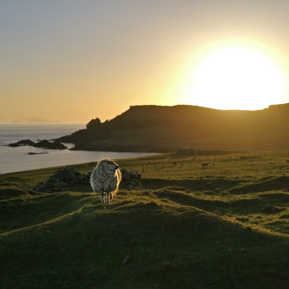 2028 Pre-Registration: Shetland Felting Tour Retreat