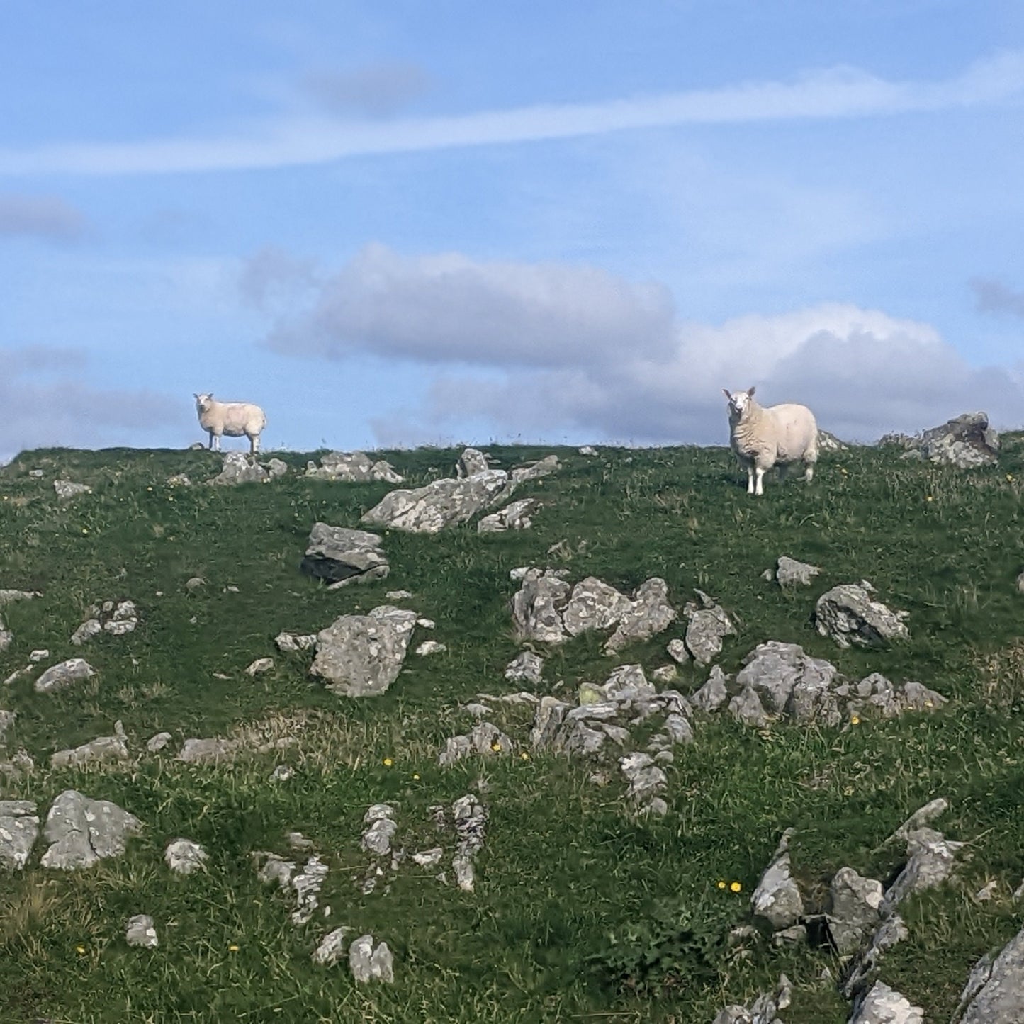 2027-Pre-Registration: Shetland Felting Tour Retreat